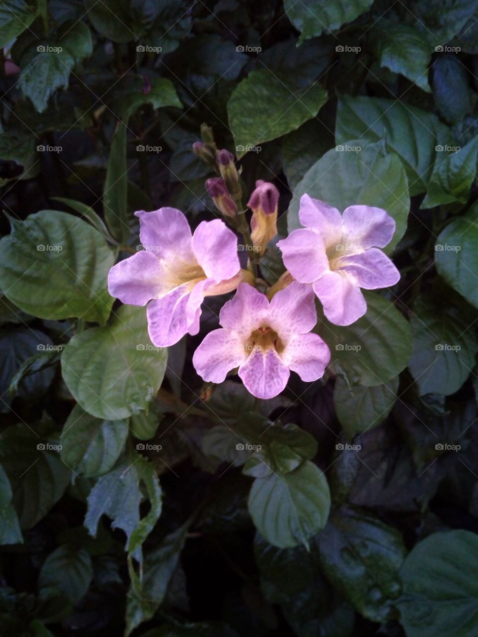 beautiful purplish flowers