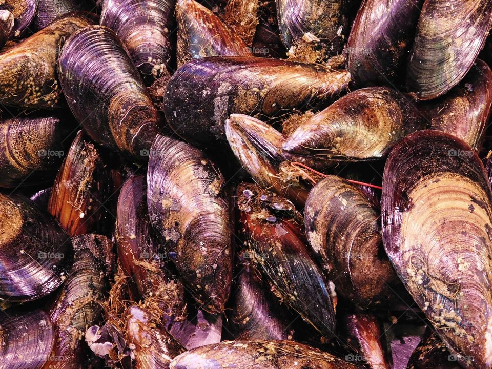 mussels