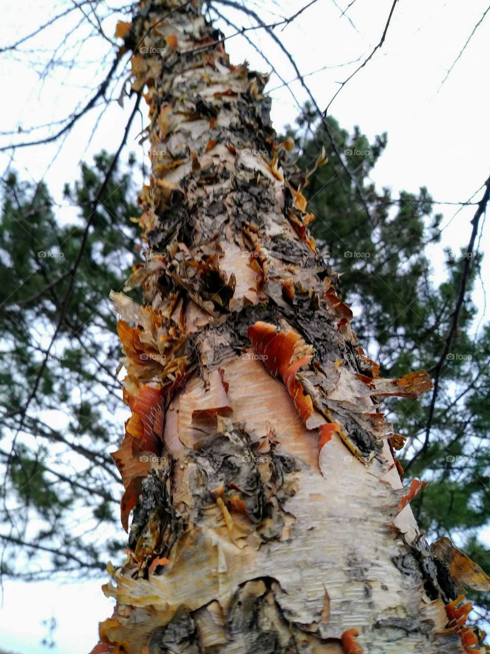 "Bark"in' Up the River Birch Tree