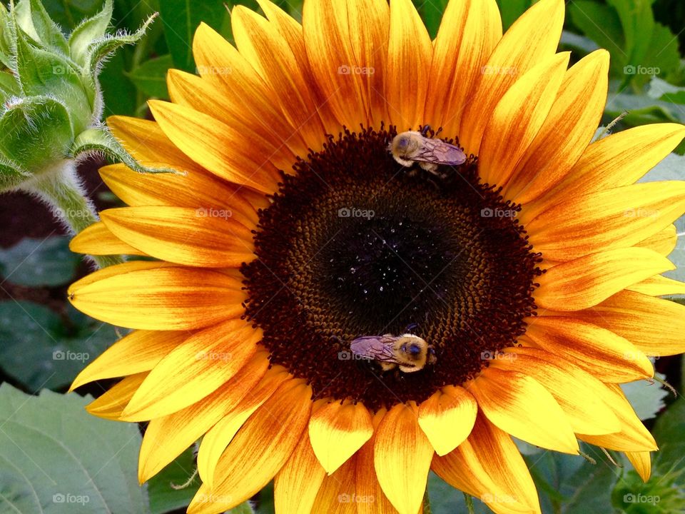 Bees on a sunflower