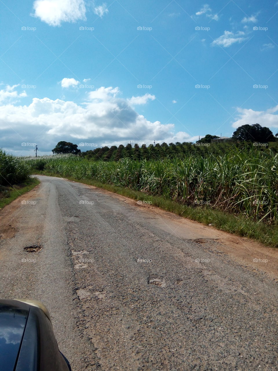 cane field road