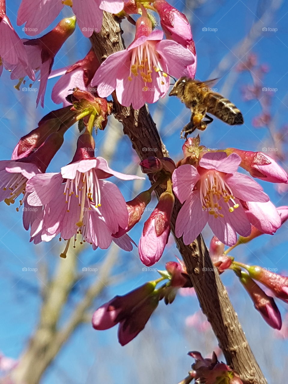 Bee in flight on flowered branch