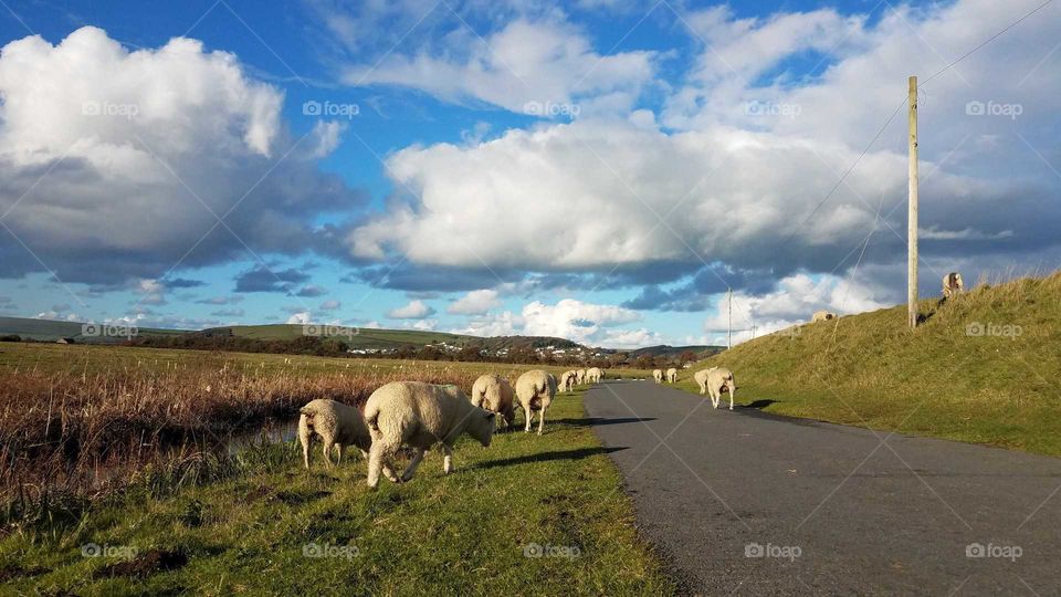 sheeps walking on the road