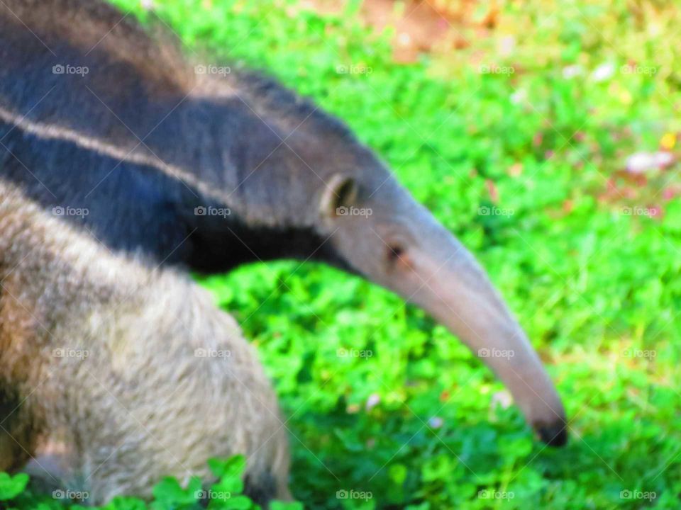 Anteater 