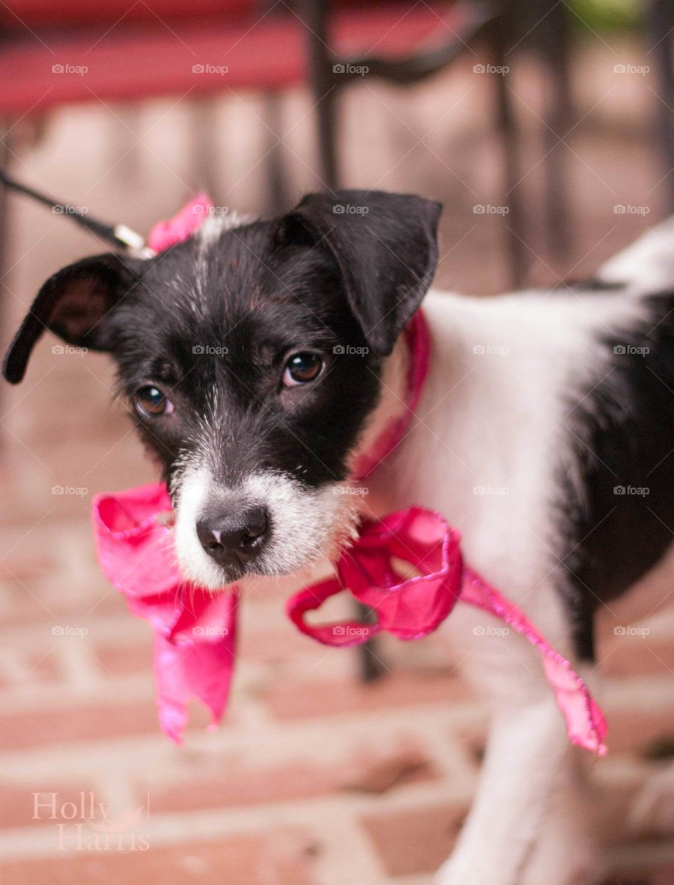 Black and white puppy with pink bow