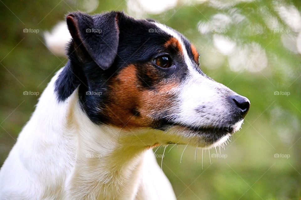 Jack russell terrier