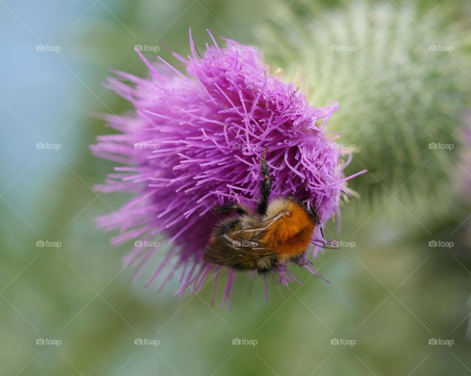 Thistle flower head