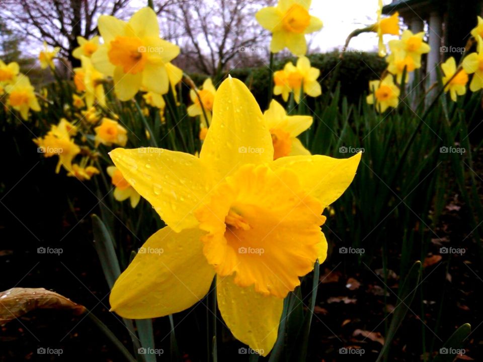 Narcissus in the Rain. Bright yellow on a drizzle day