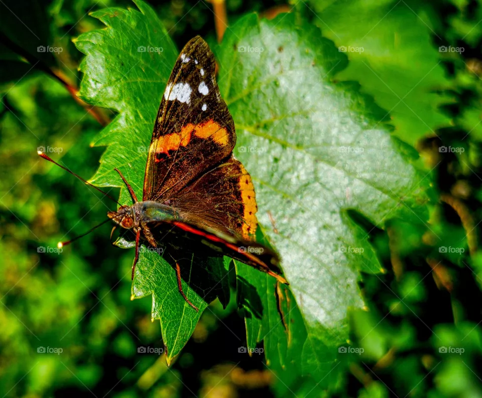 Butterfly