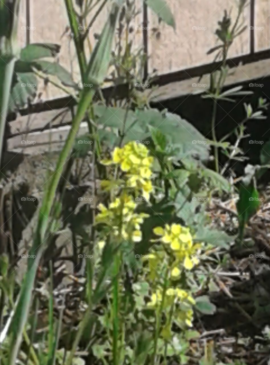 Pretty weeds