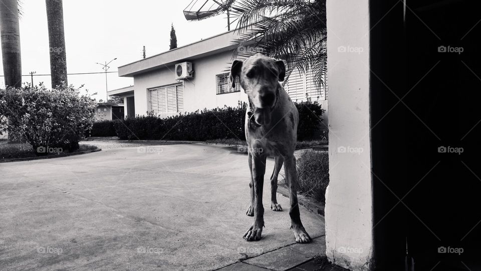 Uma cachorra grande.