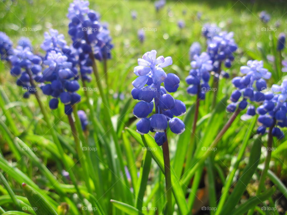 Nature, Flora, Hyacinth, Flower, Garden