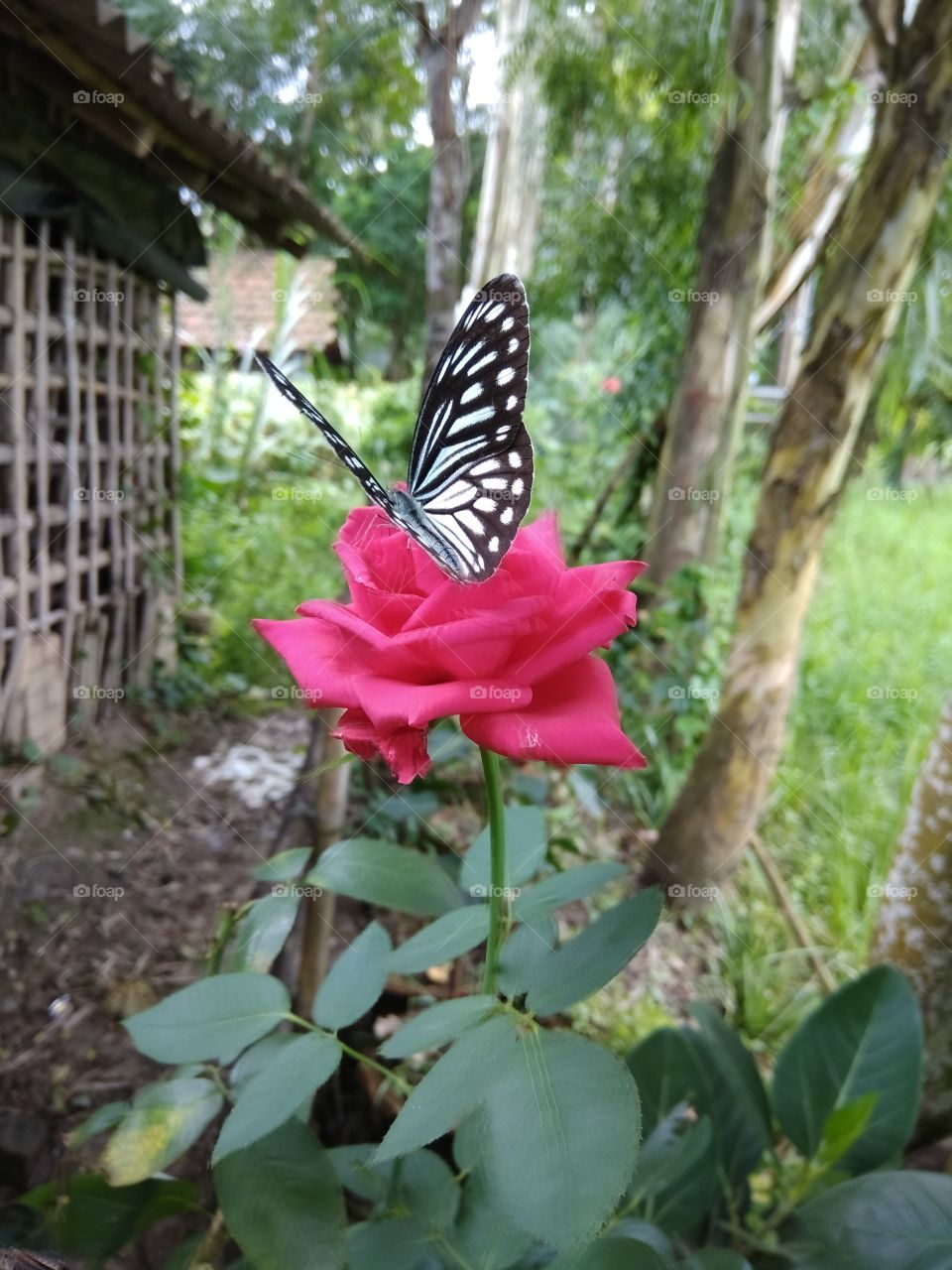 ROSE & BUTTERFLY