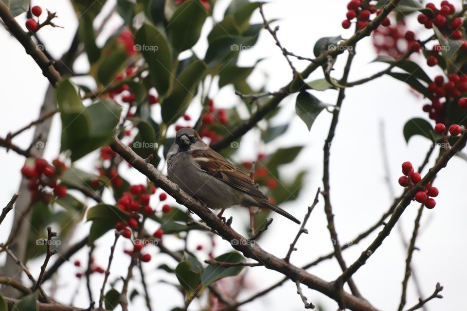 Bird on a holly tree