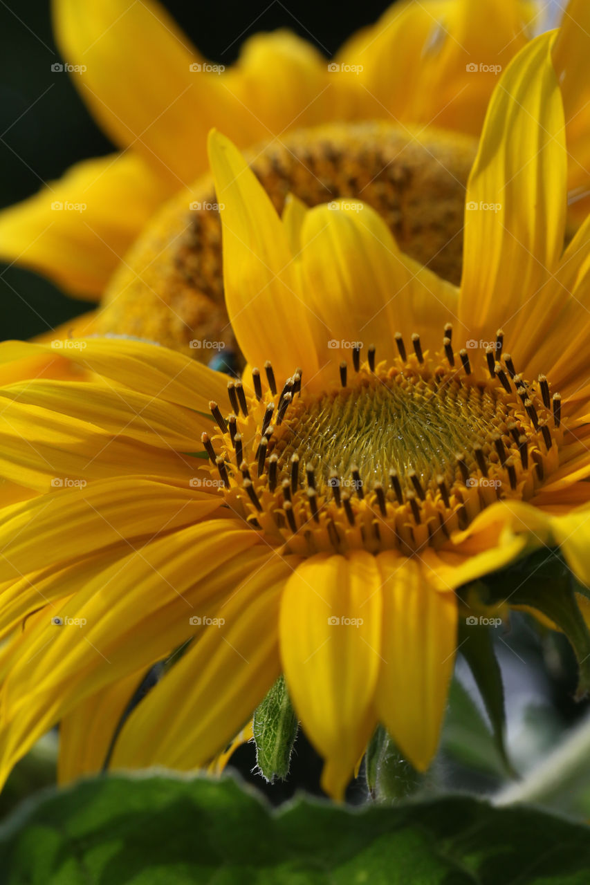 Sunflower