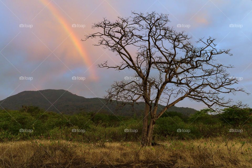 Rainbow on a dry tree in a sunset