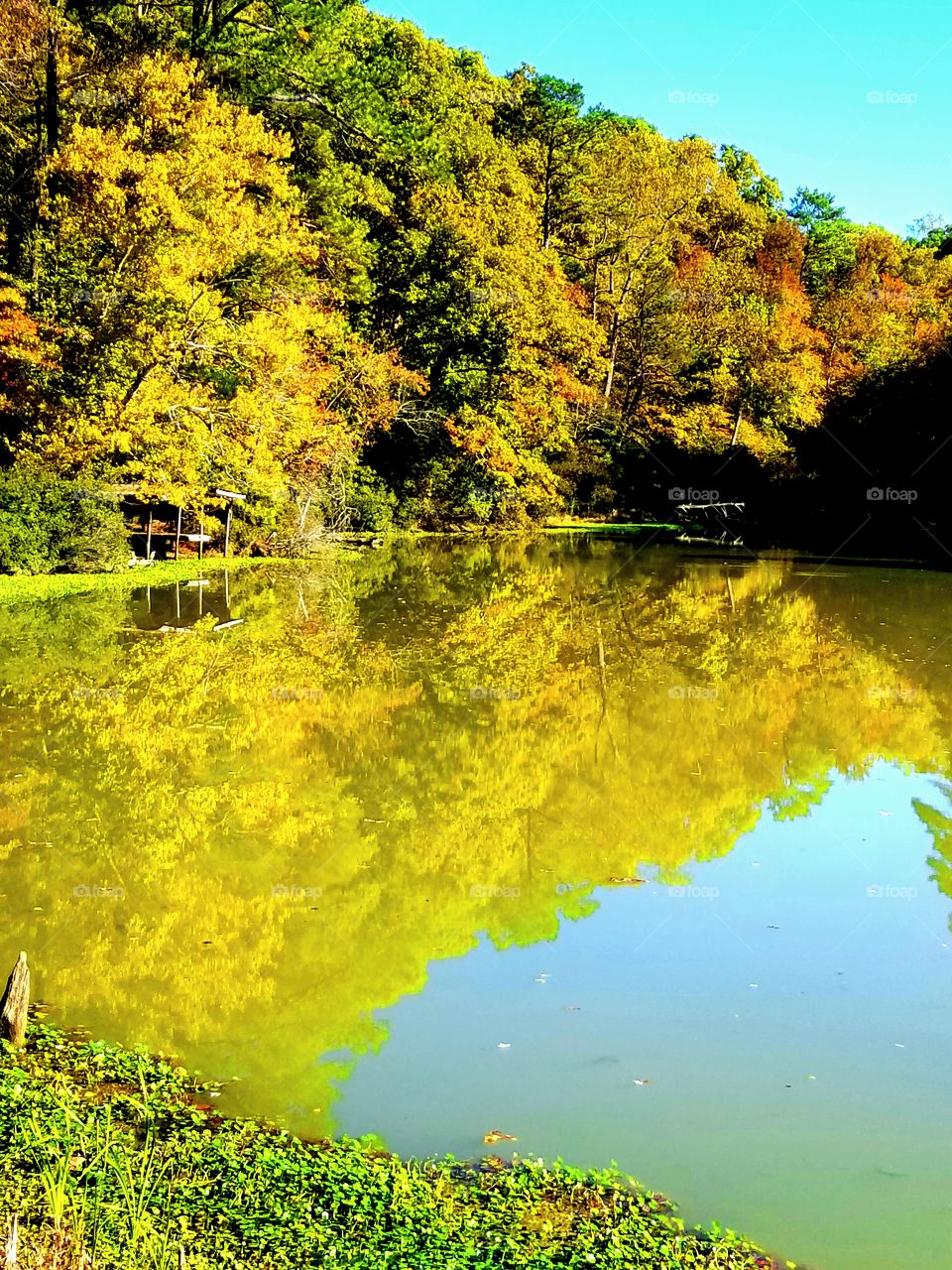 Lake Fall Reflective