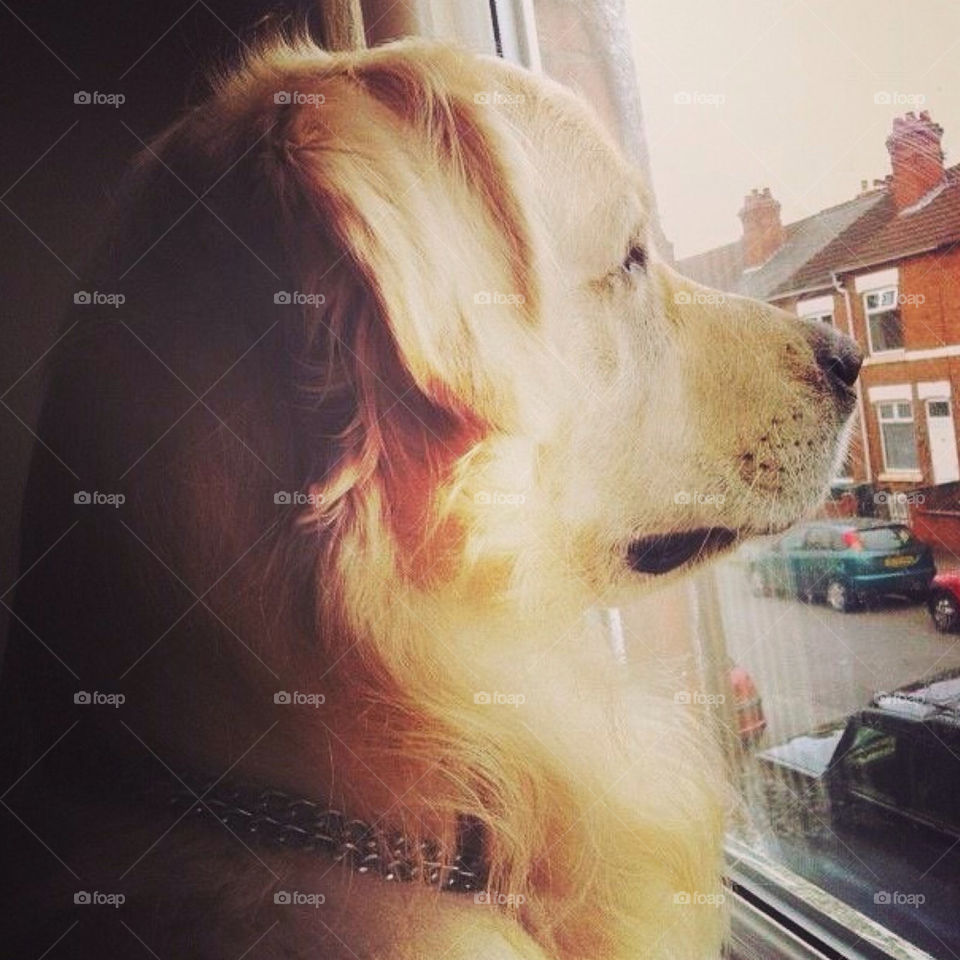 Looking at the window