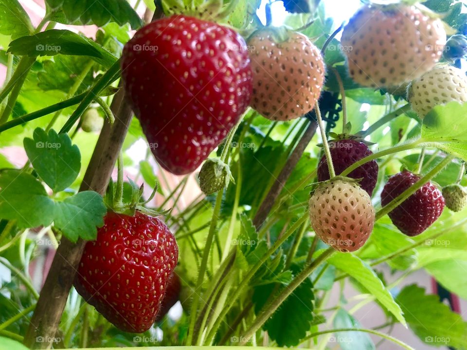 Closer strawberries
