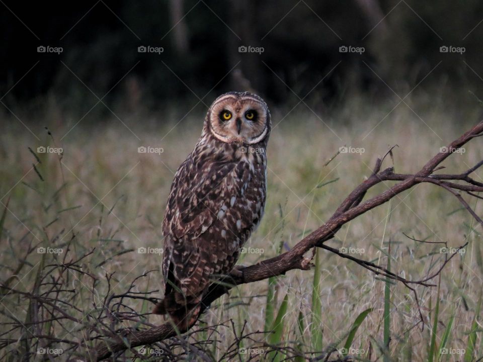 Mocho do banhado monitorando o território à espera da próxima presa.