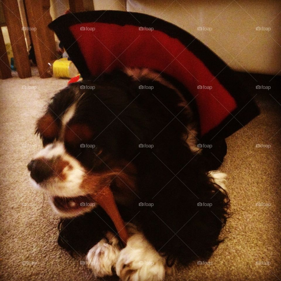 Vampire dog devours his prey. 