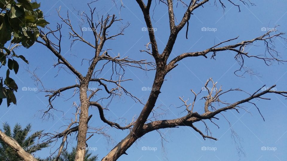 Autumn season in the desert a dry tree.