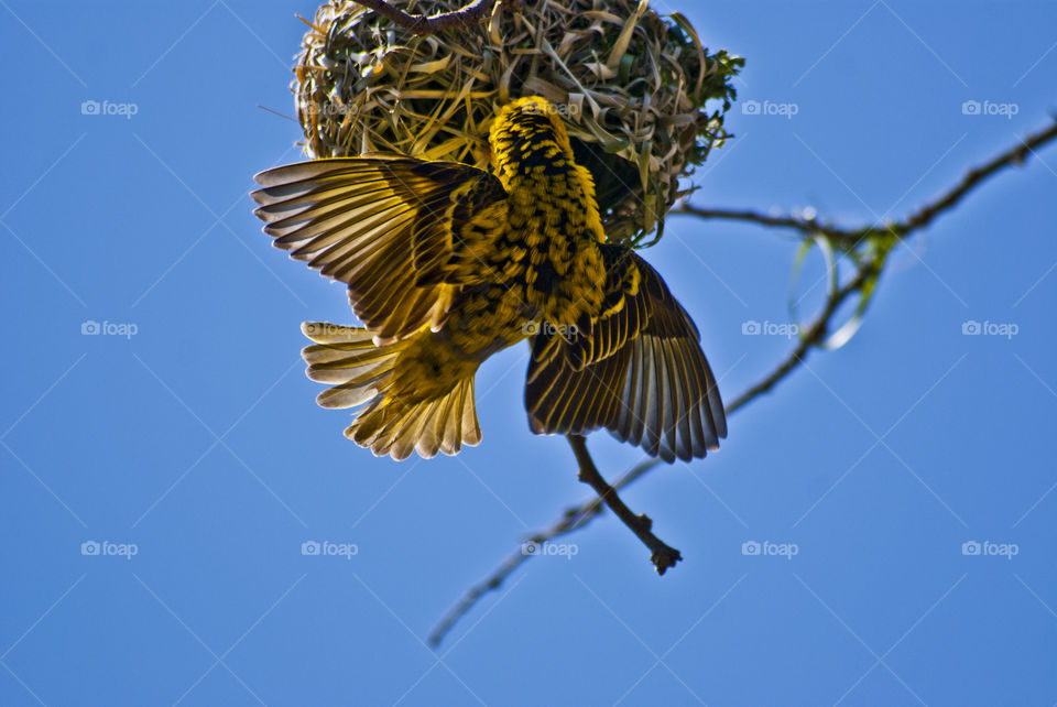 weaver upsidedown building a nest