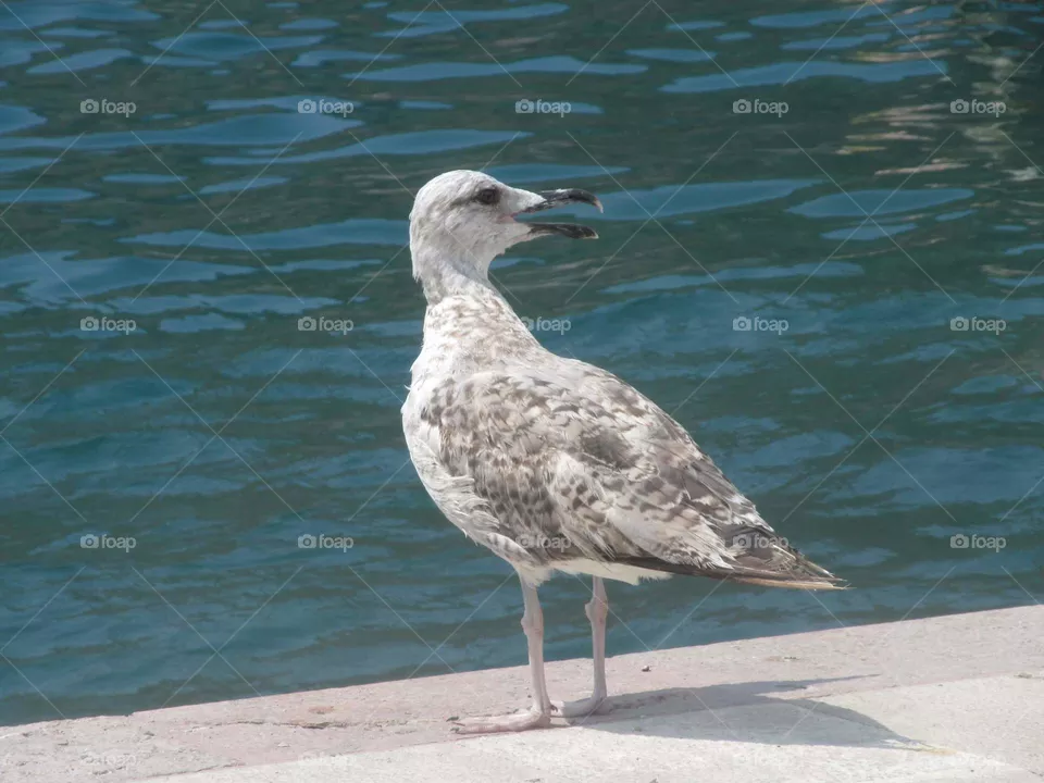 Seagull