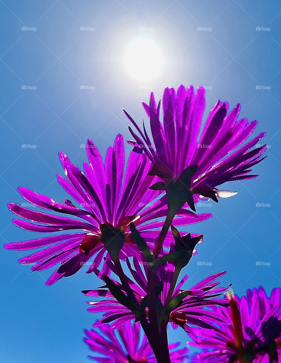 Pink flowers from the ground up