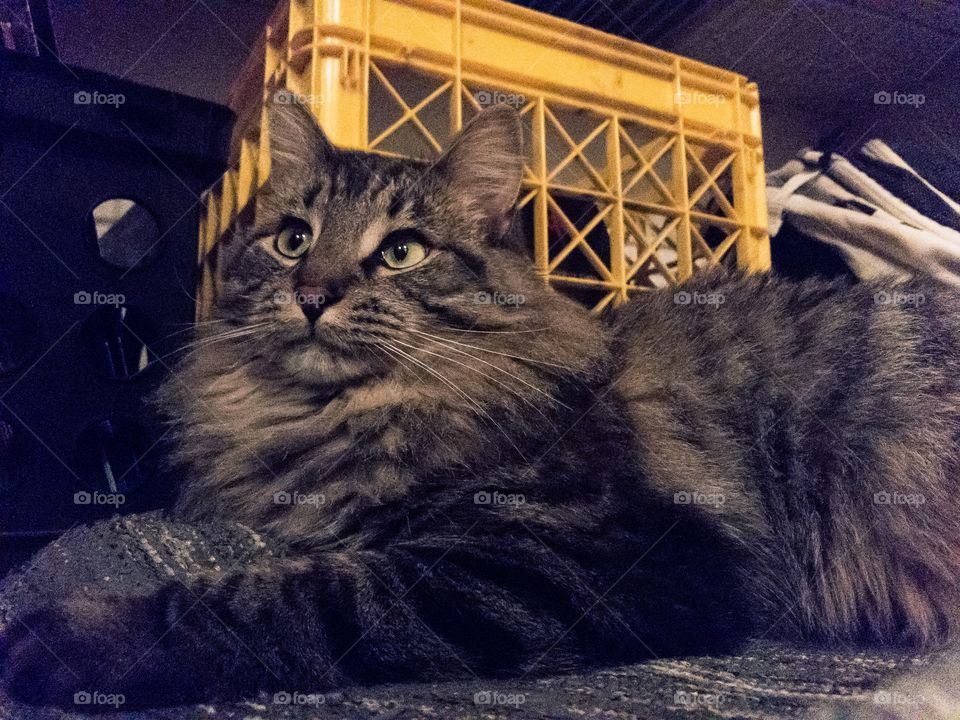 What a magnificent creature 
