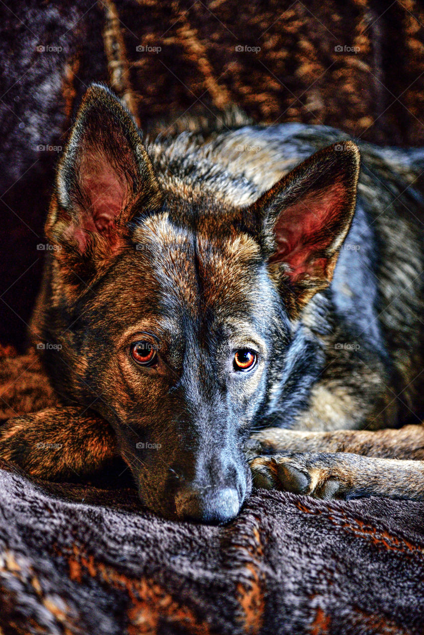 German Sheperd on fur throw blanket