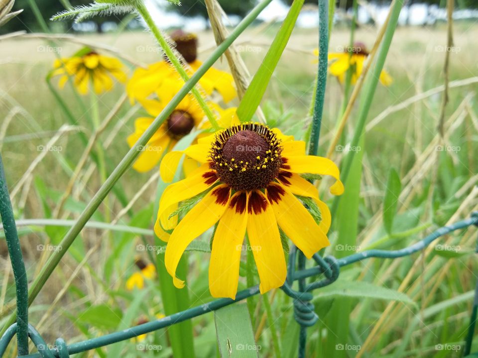 Black Eyed Susan