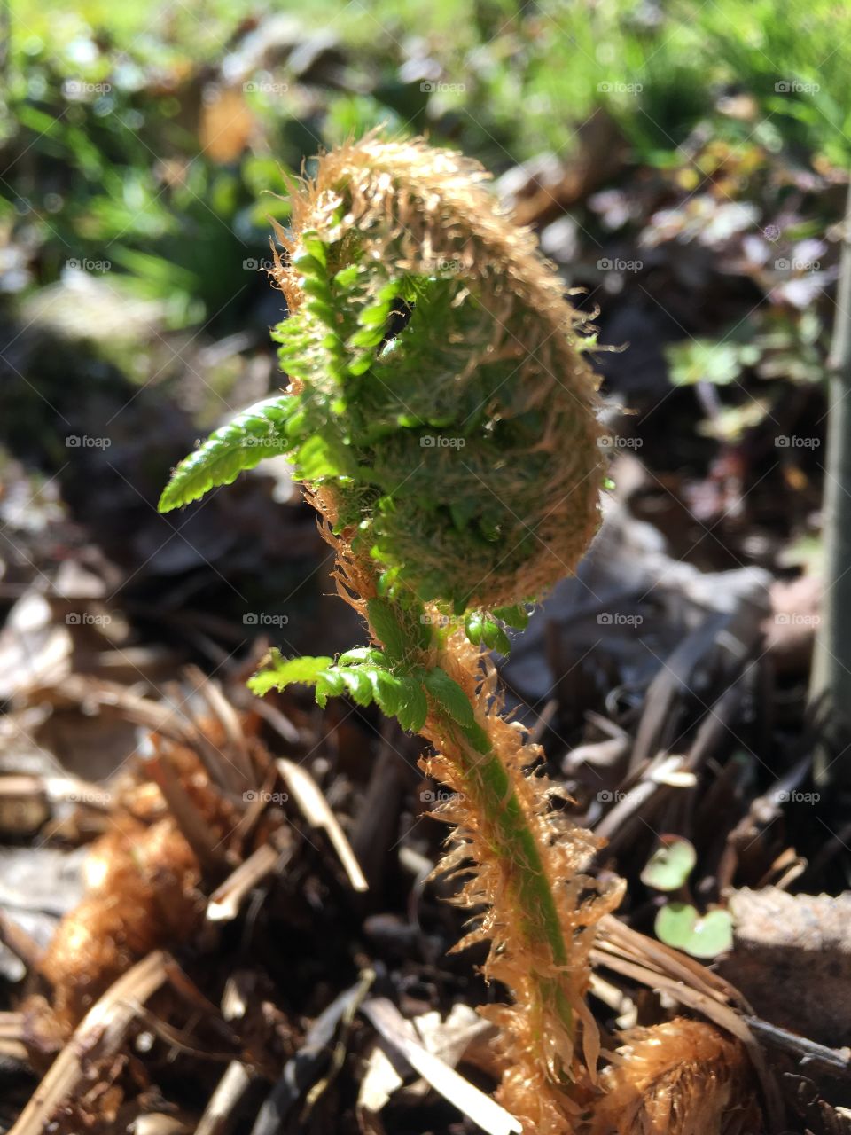 Spring Polypodium