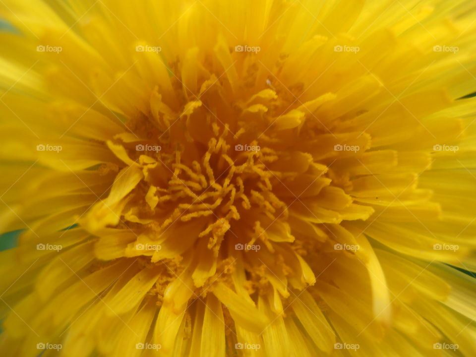 Dandelion Flower Up Close