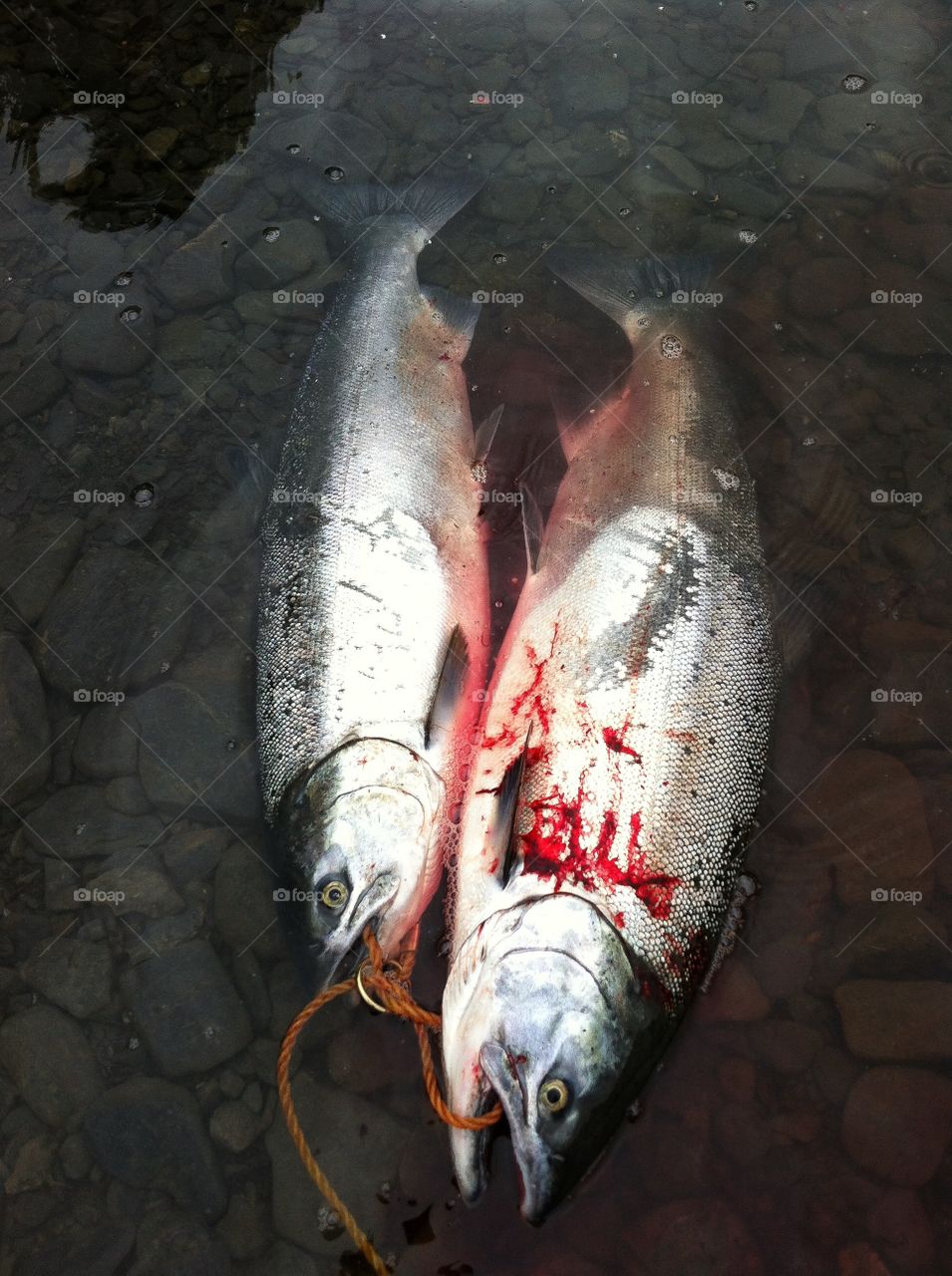 Silver Salmon fishing, Kodiak Alaska. Salmon