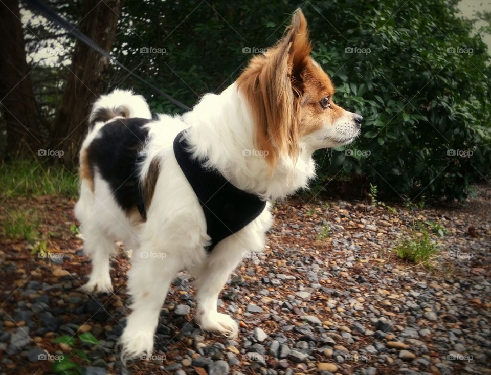 A Papillion dog on a harness in spring