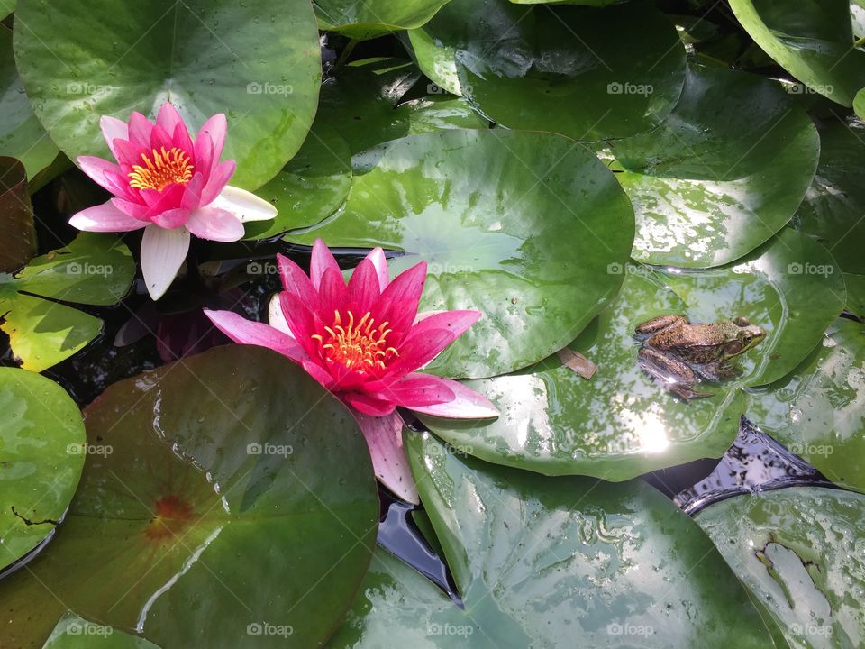 Frog and waterlilies in a pond