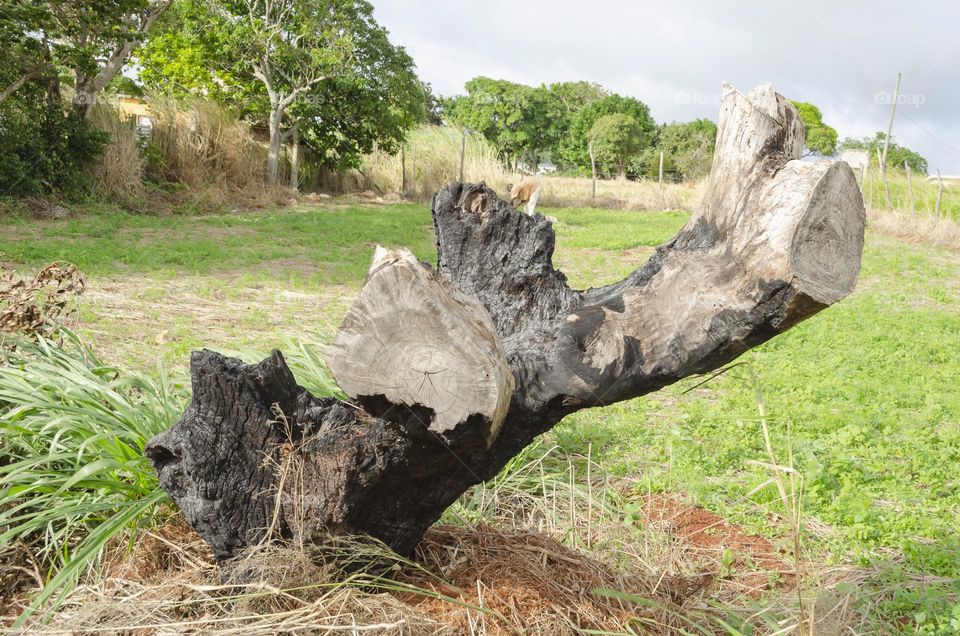 Dead Tree