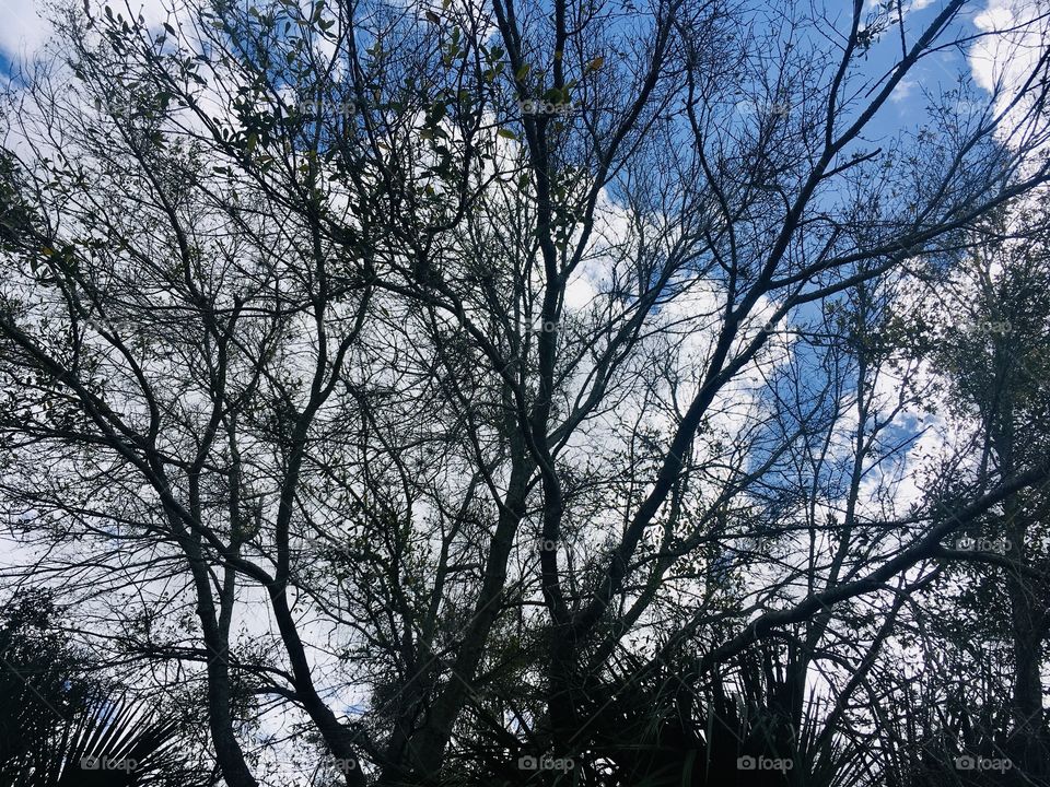 Sky and tree branches 