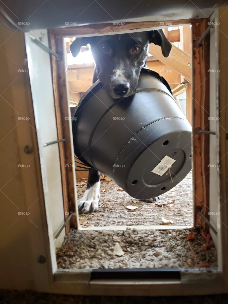 Puppy trying to fit through the dog door