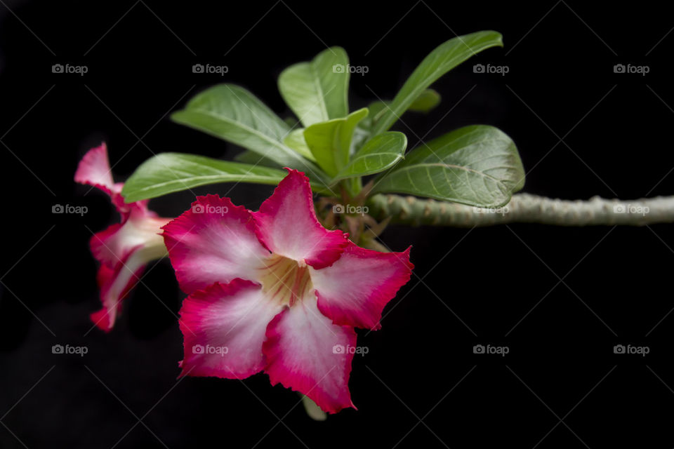 flower and   black