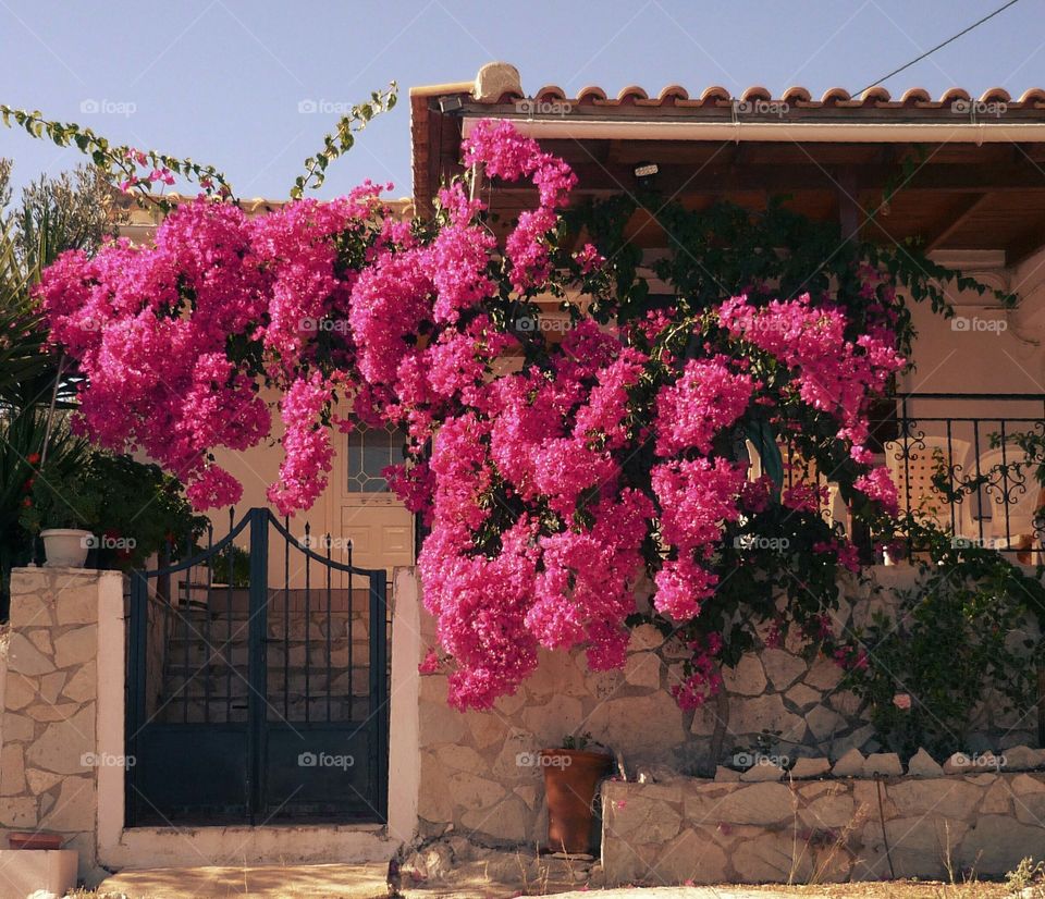 Pink flowers growing on gate