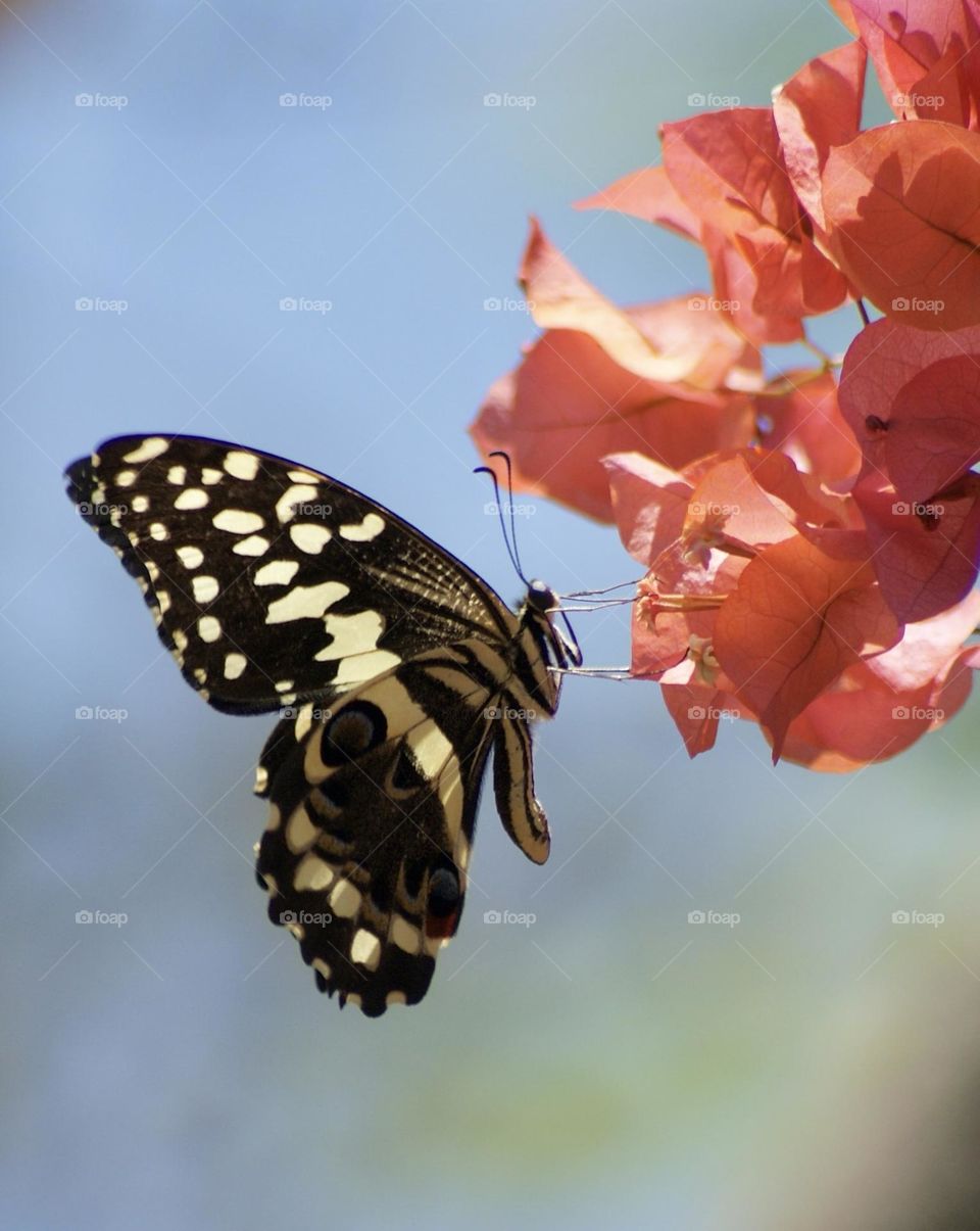 A close up shot of a yellow swallowtail butterfly