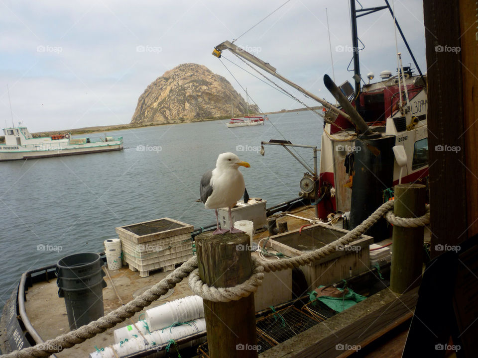 boats rock seagull morro by kenglund