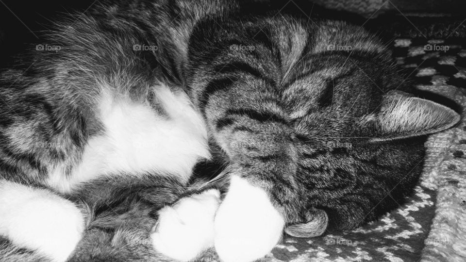 Tabby Cat in monochrome