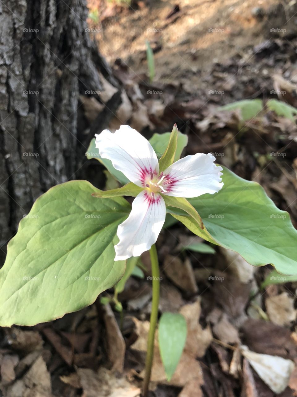 trillium- mix of red and white