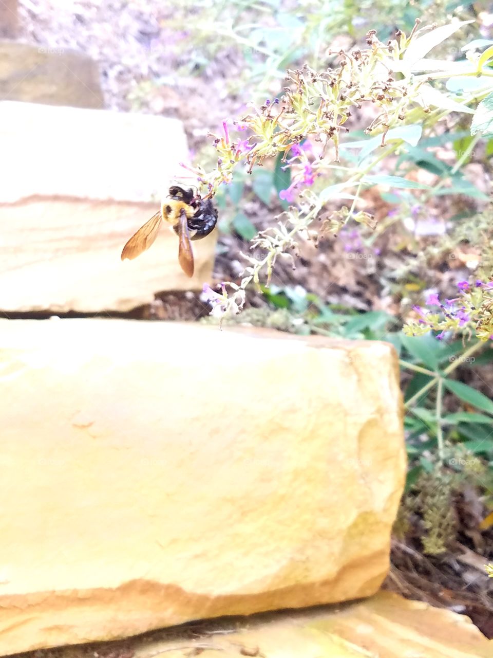 bee