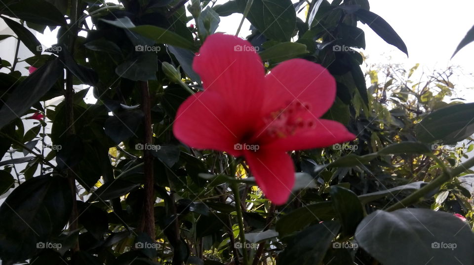 pink lily.
beautiful click