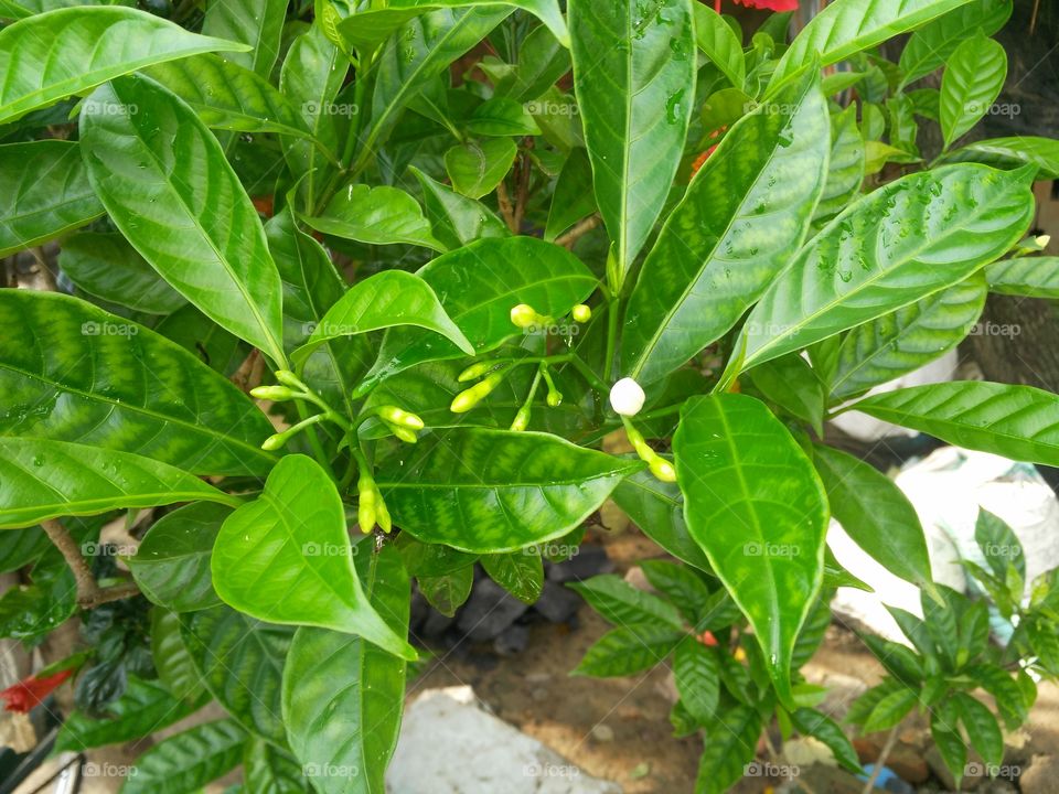 A beautiful flowering plant with its own buds.