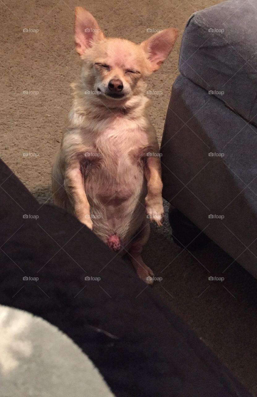 Chihuahua life 